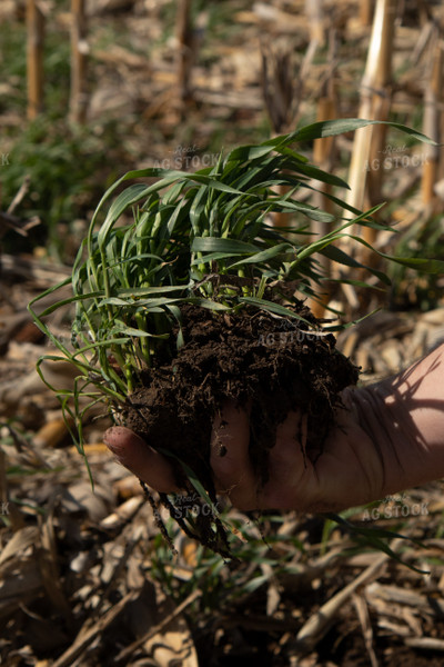 Healthy Soil Under Cover Crops 67202