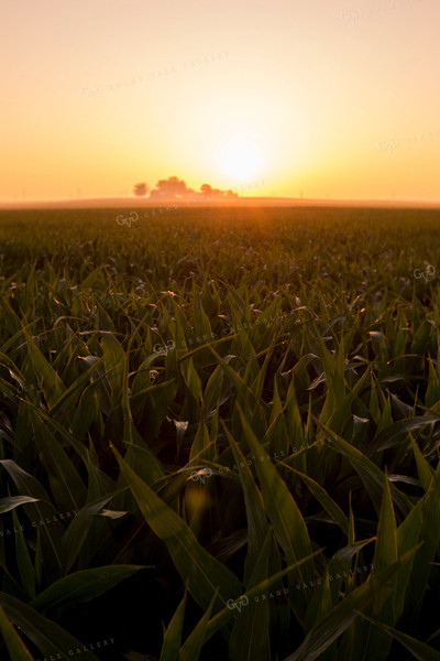 Corn - Mid-Season 1204