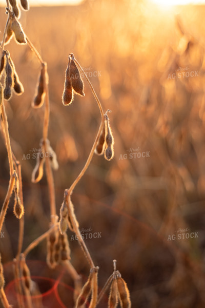 Dried Soybeans at Sunset 76012
