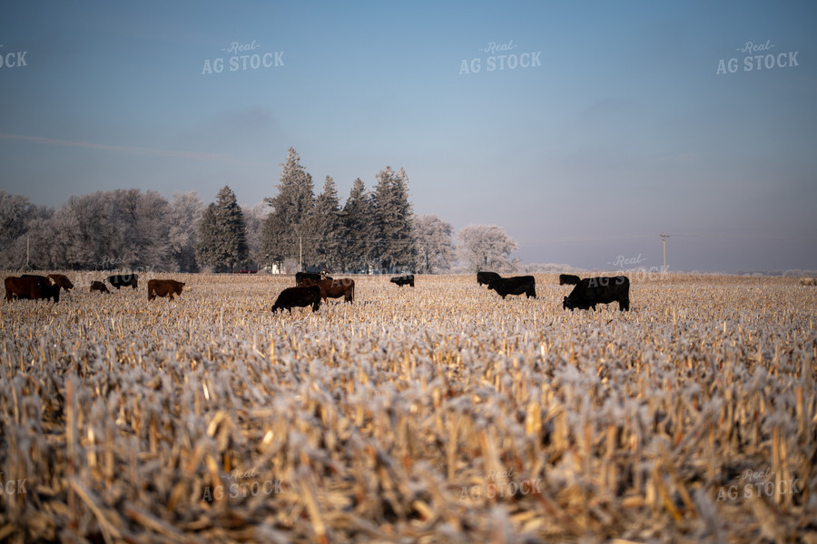 Cattle on Corn Stalks 76019