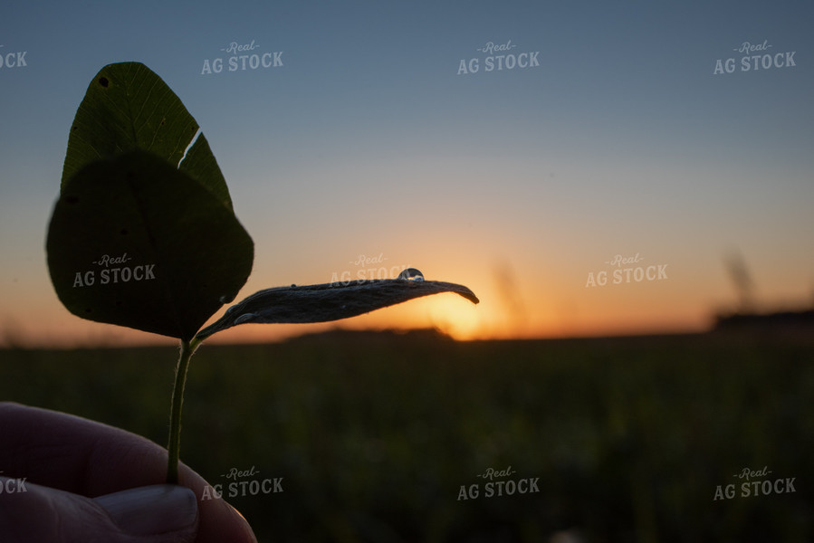 Leaf with Dew 76033