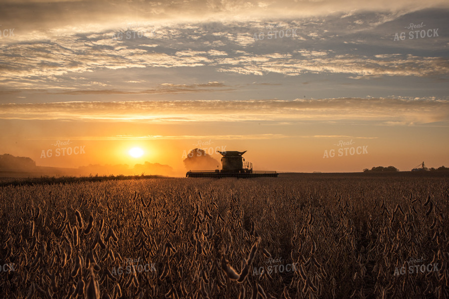 Combine Harvesting Soybeans at Sunset 76040