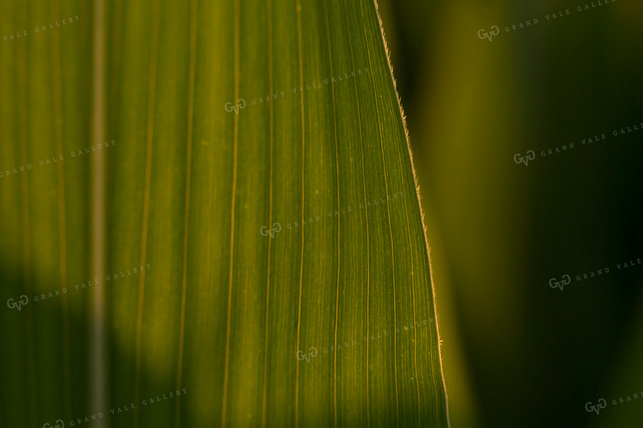 Corn - Mid-Season 1213