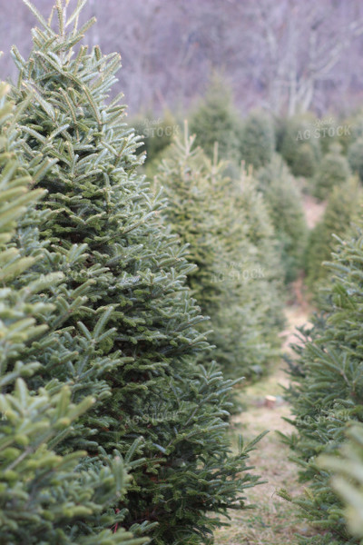 Christmas Tree Farm 73055