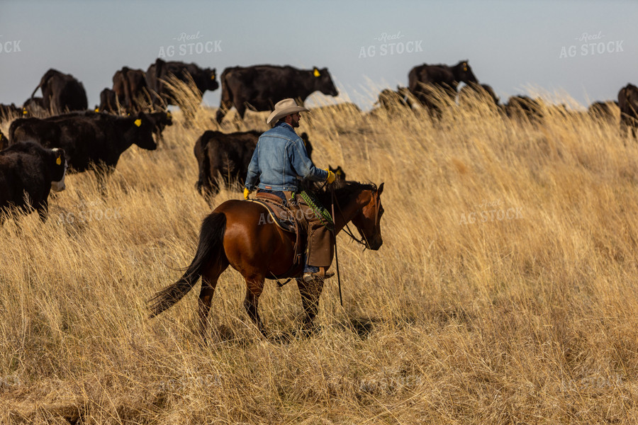 Rancher in Pasture with Cattle on Horseback 71007