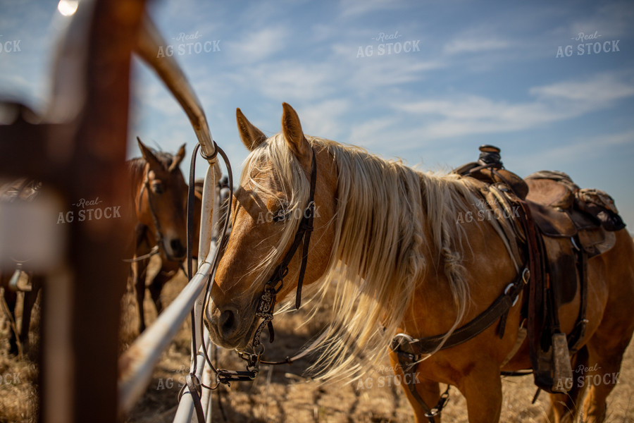 Saddled Horse 71016