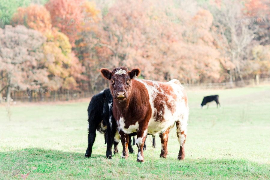 Red Roan Cow 74006