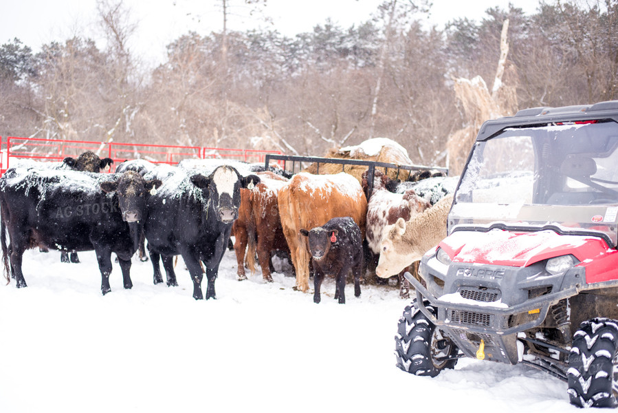 Cows in Snow with Four Wheeler 74039