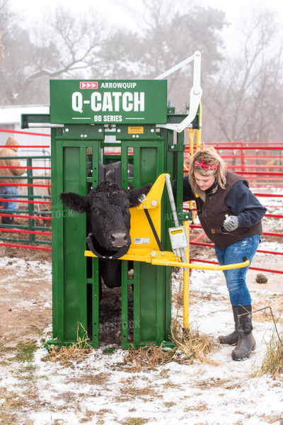 Cow in Squeeze Chute with Farmer 74060