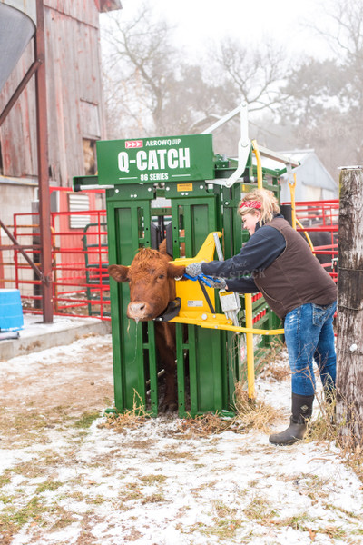 Farmer Tagging Angus Cow in Squeeze Chute 74063