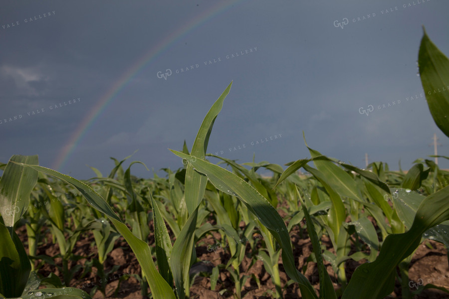 Corn - Mid-Season 1235