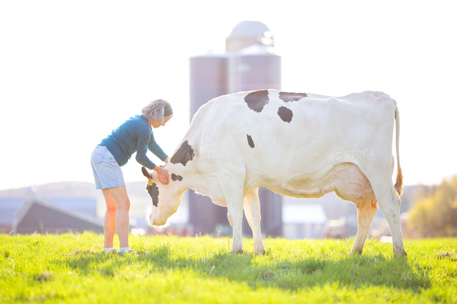 Holstein Cow and Farmer 55124