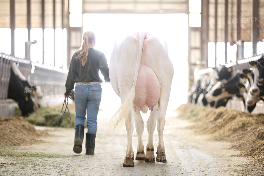 Holstein Cow and Farmer in Dairy Barn 55128