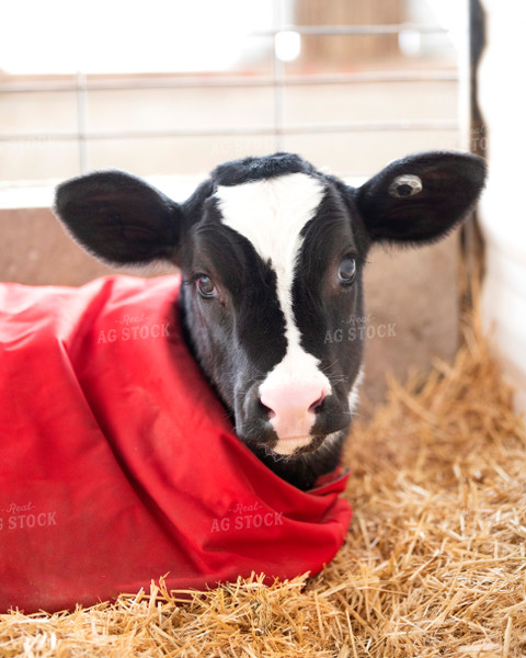 Holstein Calf with Coat 55157