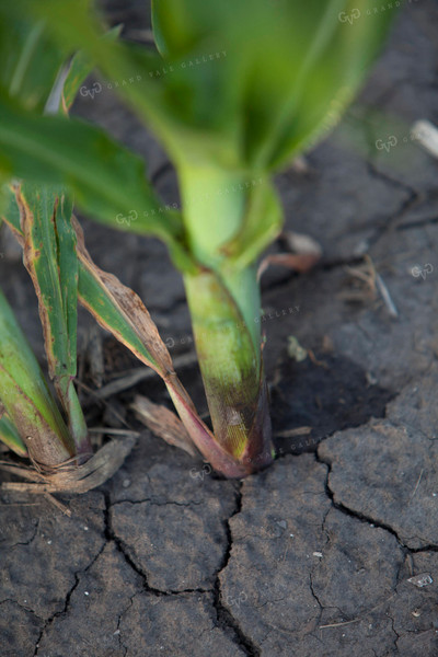 Corn - Mid-Season 1257