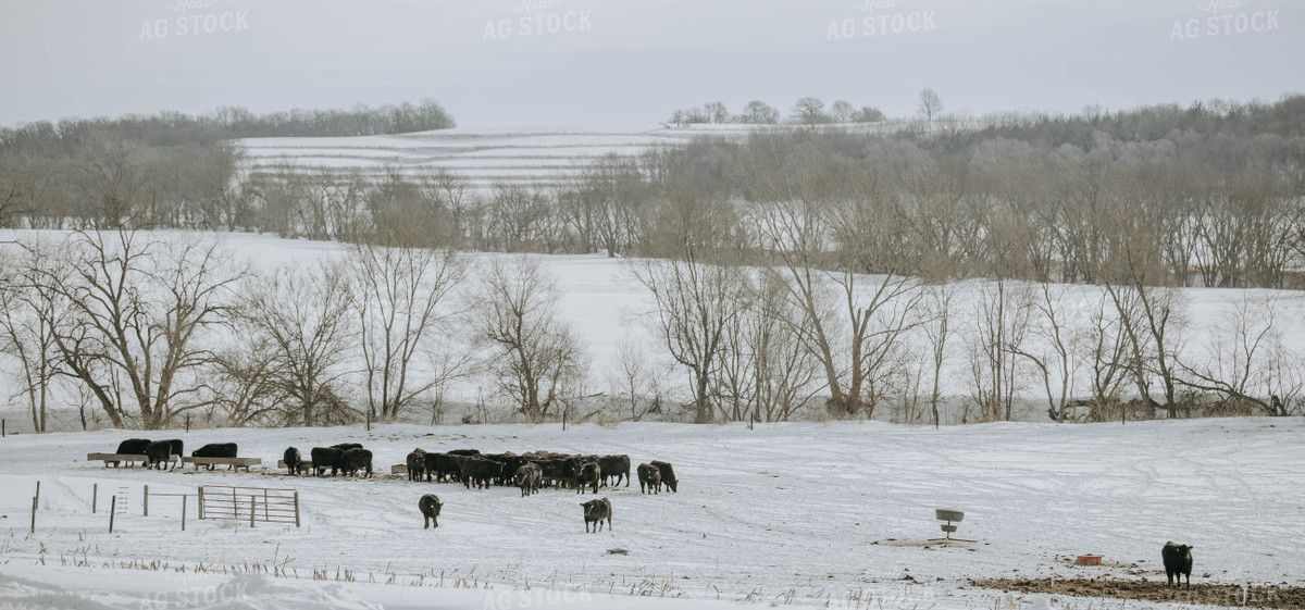 Angus Cows in Pasture by Trough 77044