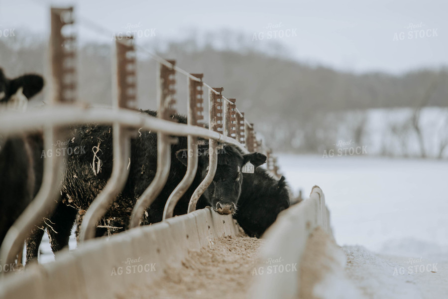 Angus Cows at Trough 77048