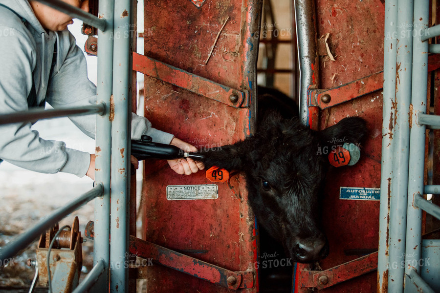 Angus Calf Getting Tagged 77063