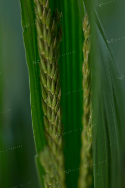 Corn - Mid-Season 1266