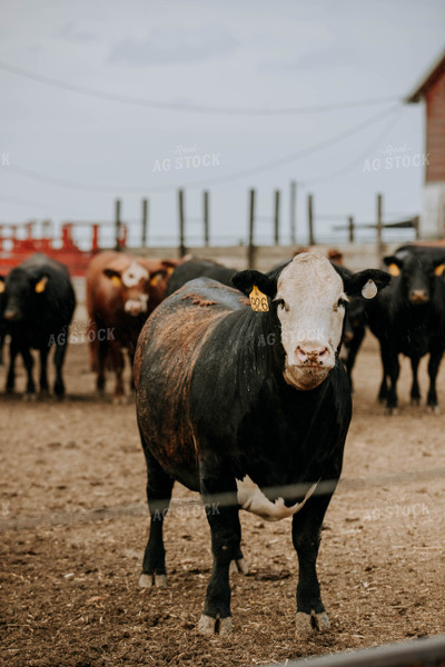 Cows in Farmyard 77099