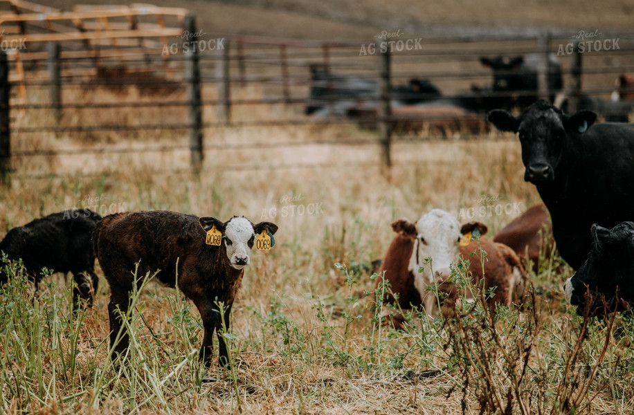 Cow-Calf in Pasture 77112