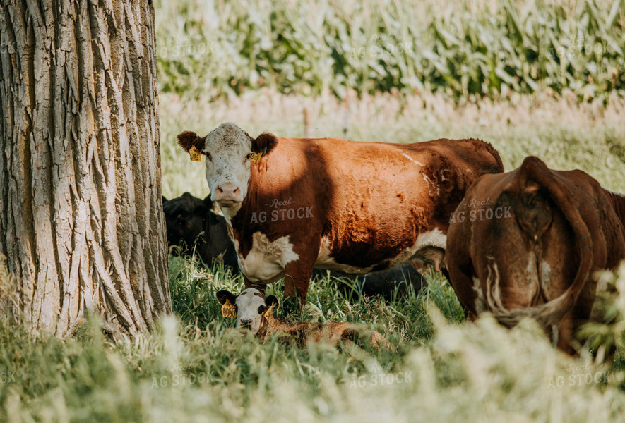 Cow-Calf in Pasture 77123