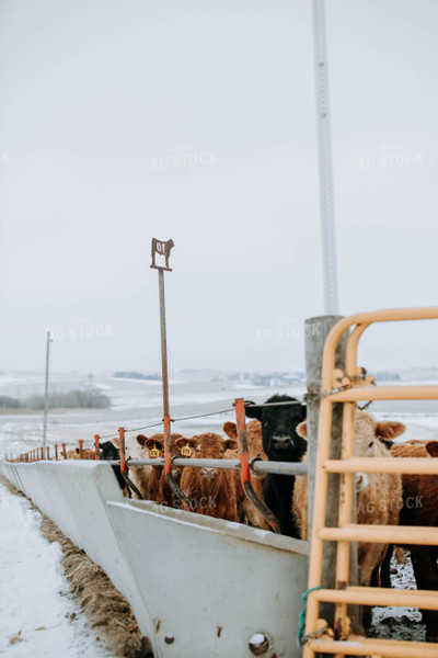 Cattle in Farmyard 77159