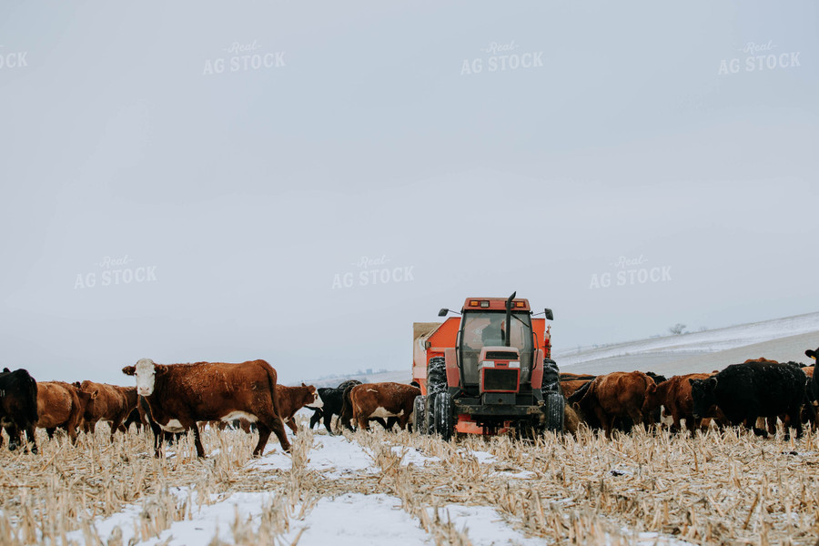 Cattle in Pasture and feed mixer 77171