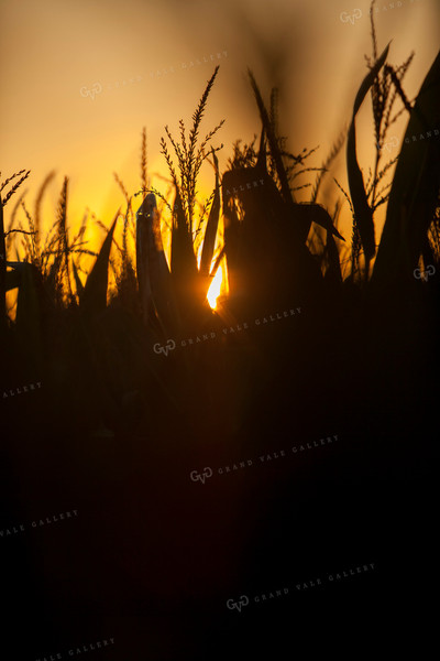 Corn - Mid-Season 1276