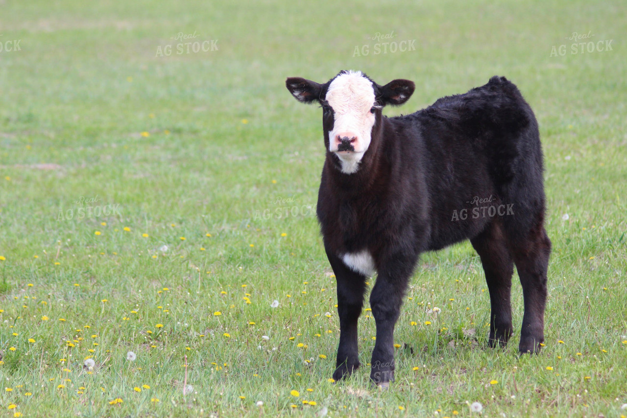 black baldy cow calf