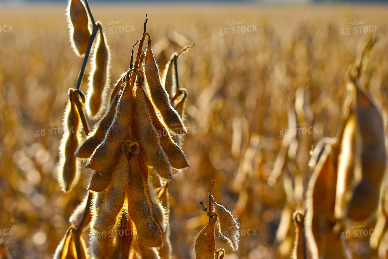 soybean pod