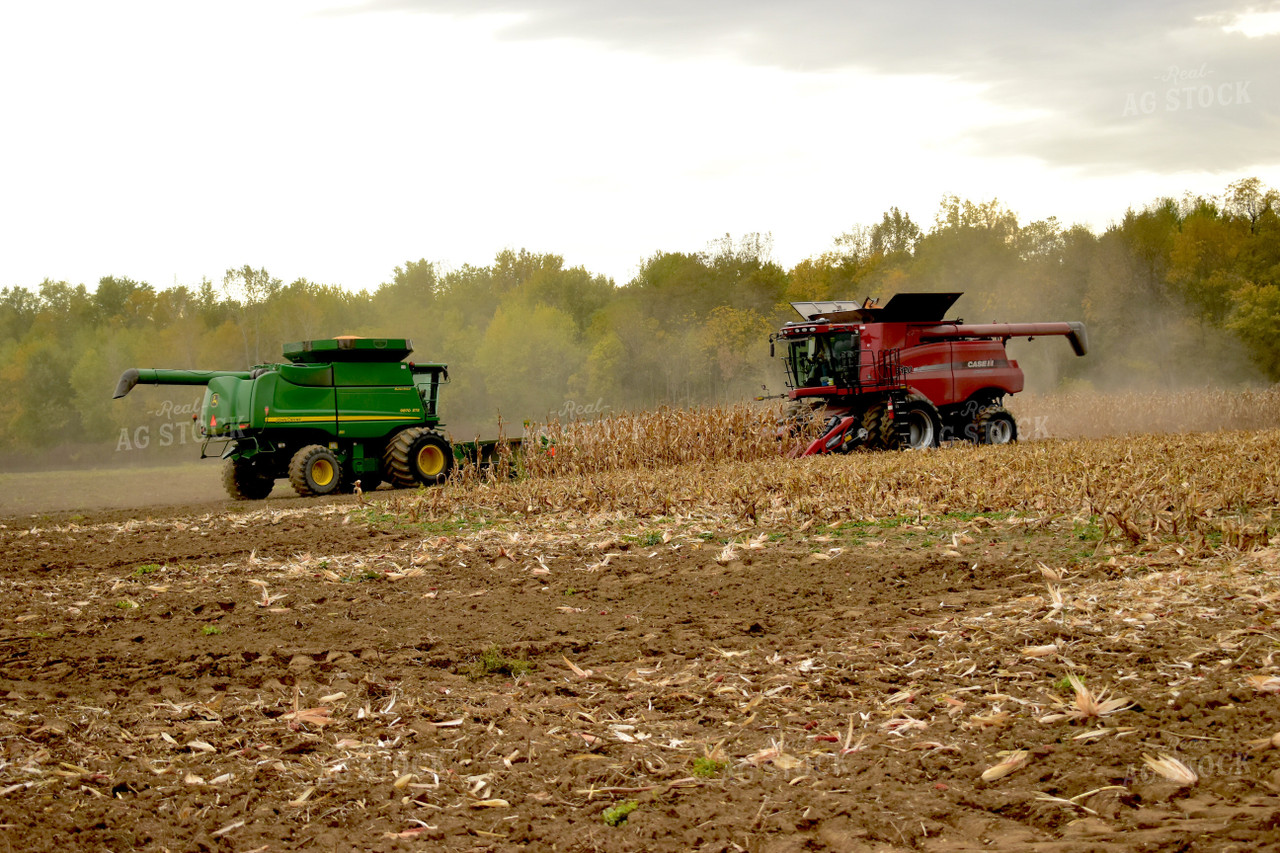Combines Harvesting Corn 84051