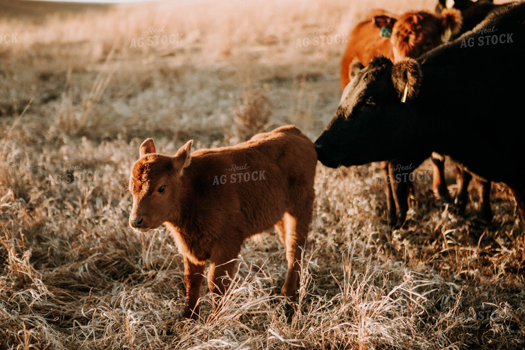Cow-Calf in Pasture 77223