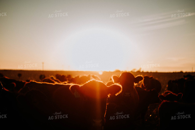 Cattle in Pasture at Sunset 77231