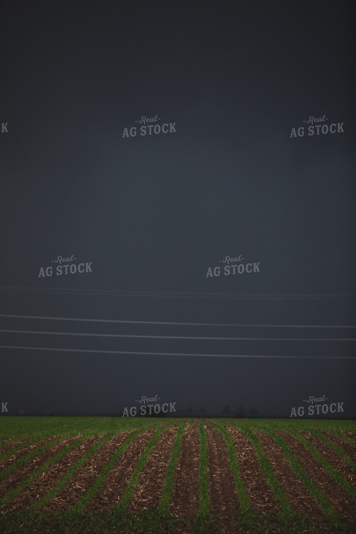 Corn Field with Dark Stormy Sky 5754