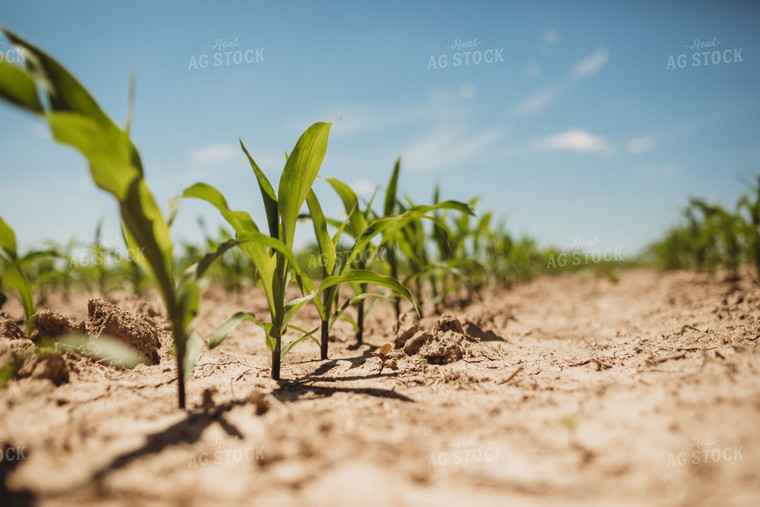 V3 Corn in Light Soil 5774