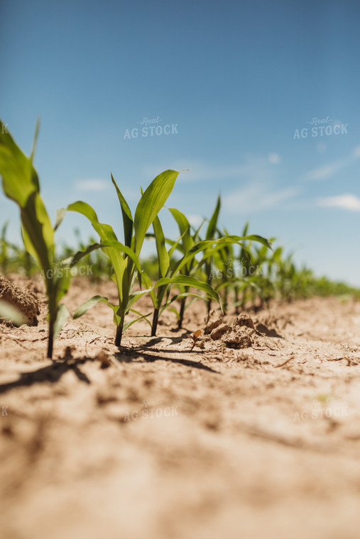 V3 Corn in Light Soil 5775