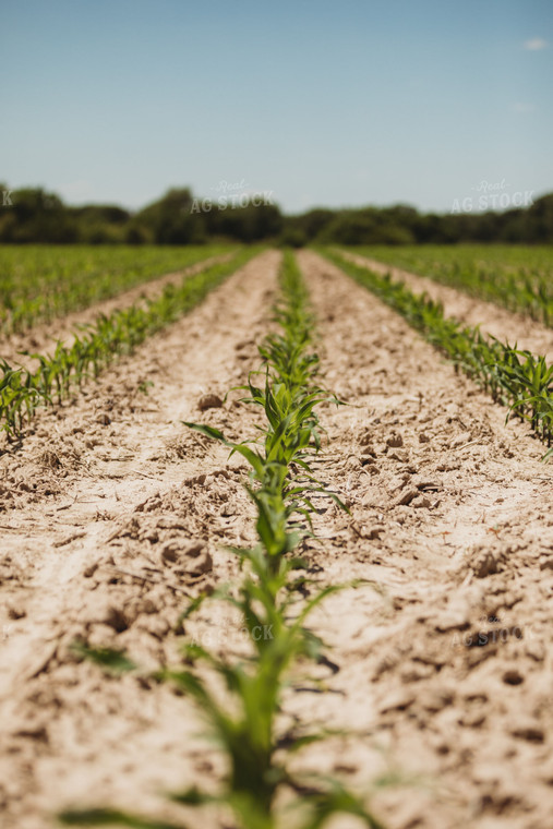 V3 Corn in Light Soil 5785