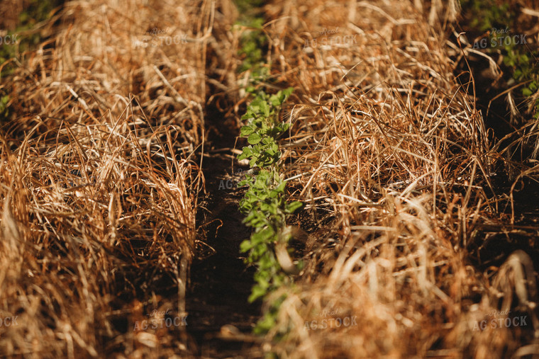 V3 Soybeans in Rye Cover Crop 5806