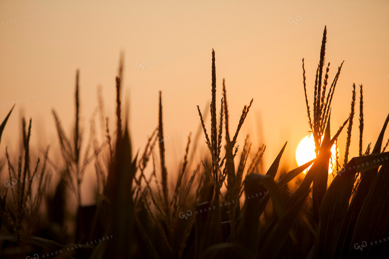 Corn - Mid-Season 1289