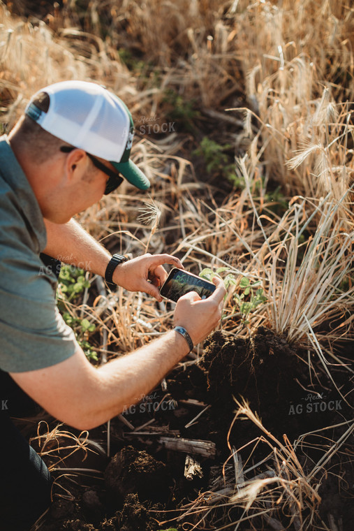 Farmer Agronomist Taking a Picture of Soil in Soybeand and Rye Cover Crop Field 5828