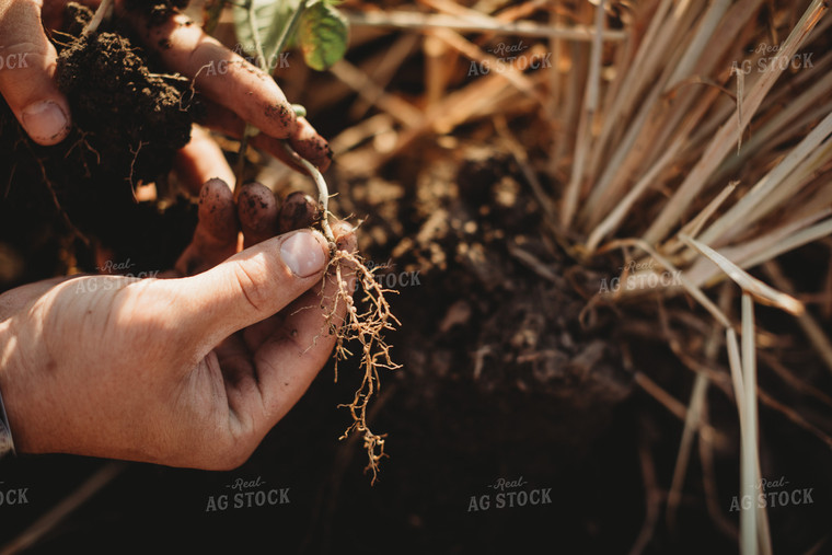 Farmer Agronomist Holding Soybean Plant with Nodes on Roots 5830