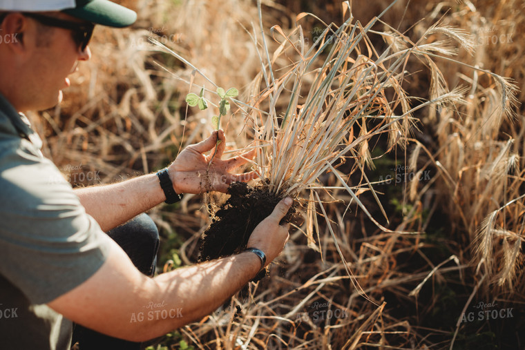 Farmer Agronomist Holding Dug Up V3 Soybeans in Rye Cover Crop Field 5832