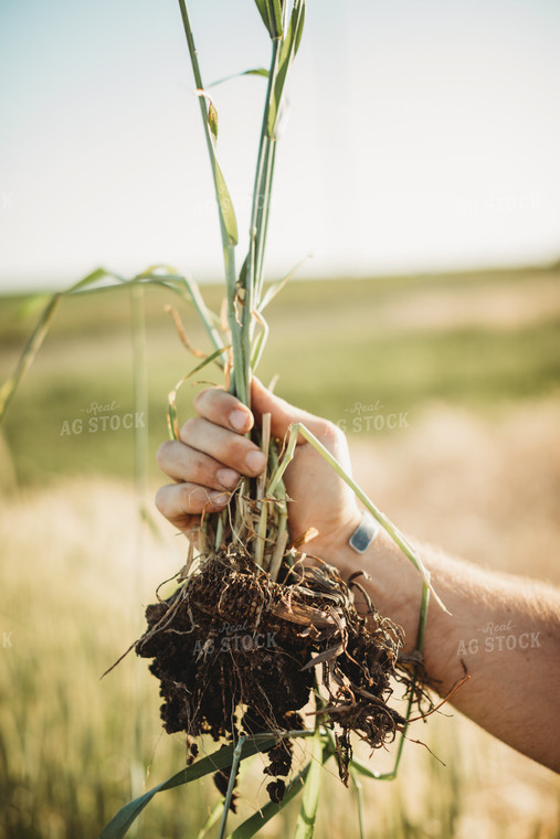 Farmer Agronomist Holding Soil with Rye Cover Crop Roots 5844