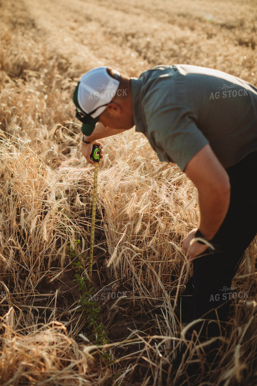 Farmer Agronomist with Tape Measure in Soybean and Rye Cover Crop Field 5855