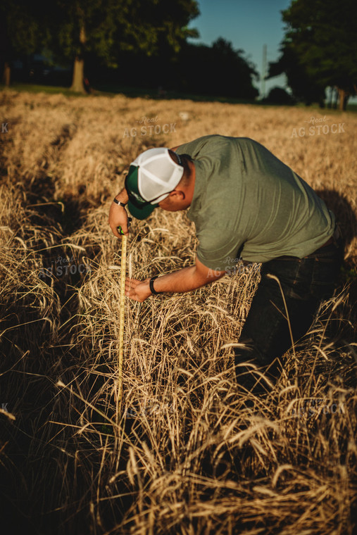 Farmer Agronomist with Tape Measure in Soybean and Rye Cover Crop Field 5860