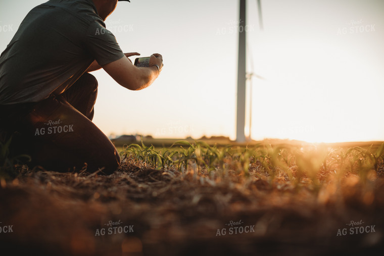 Farmer Agronomist Taking a Picture in Corn and Triticale Cover Crop Field 5913