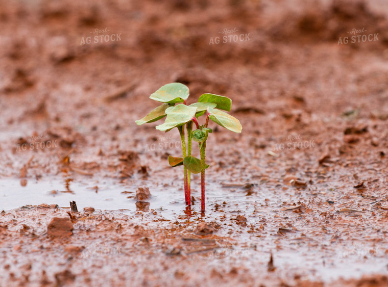 Cotton Seedling 79012