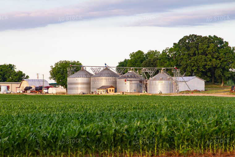 Corn Field and Grain Bins 79016