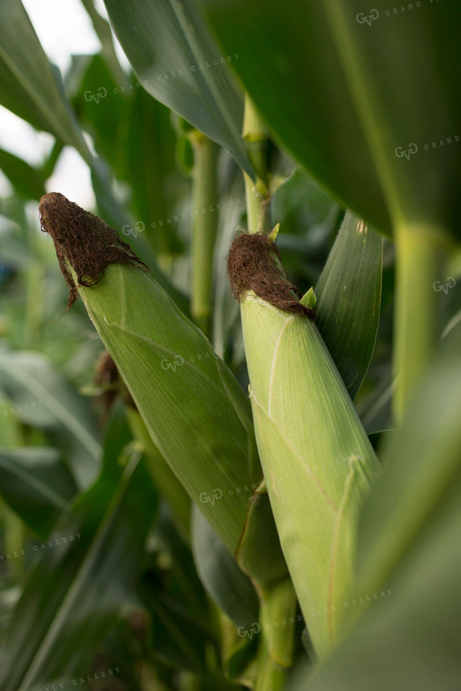 Corn - Mid-Season 1304